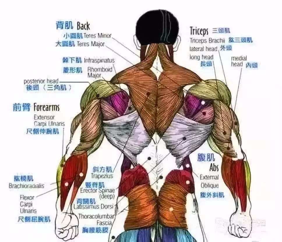 上最全練背指南每一塊背部肌肉都安排的明明白白