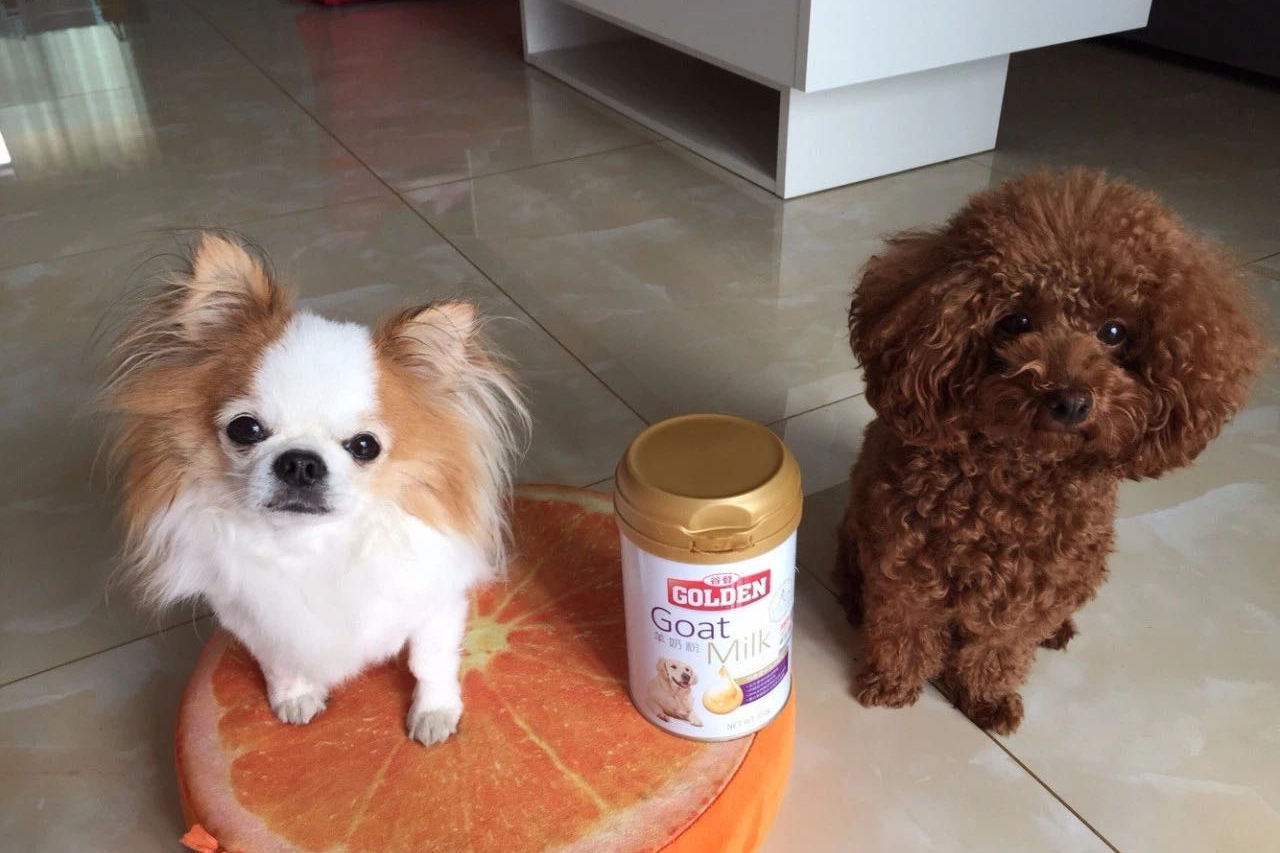 人喝的羊奶粉狗狗能喝吗?狗狗喝宠物营养补充剂羊奶粉的好处有哪┅?