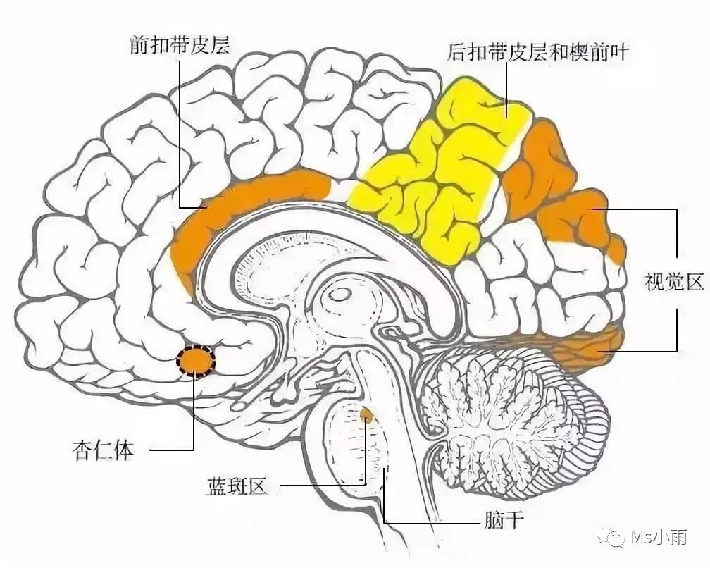 研究显示人们通过前扣带回(anterior前扣带回)和前脑岛(anterior