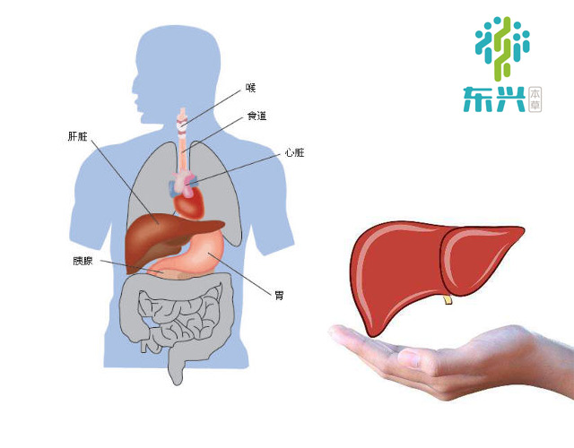 春节养肝病态肝脏会给你的身体带来哪些危害