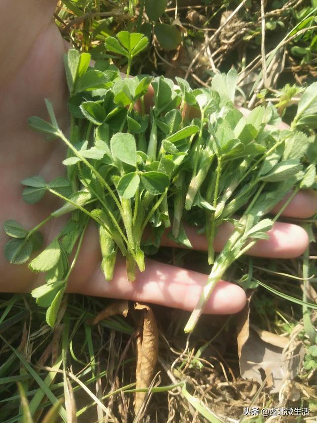 原创微小厨没有浆水引子怎么做西北人爱吃的浆水