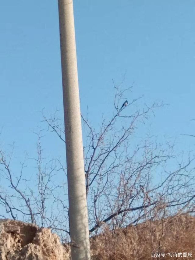 小村晨曲作者:晋原早上开门与春风撞个满怀我被撞笑了门外的枣树上结