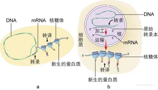 细胞核图解图片