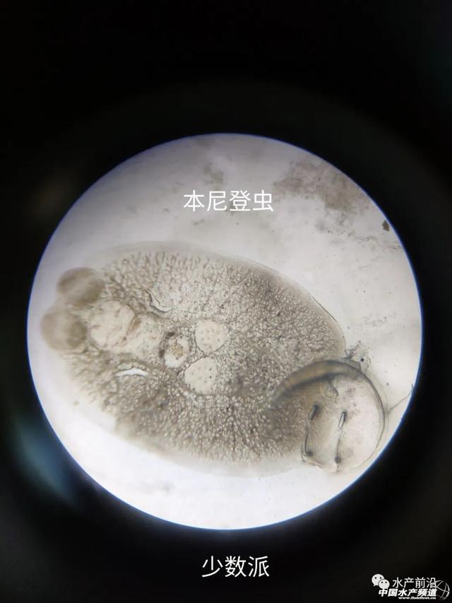 广东广西福建海水鱼养殖户要高度警惕本尼登虫