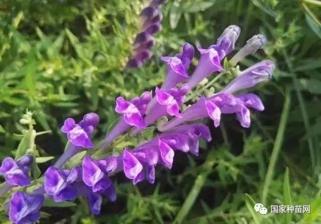 四川新規中藥材種植禁用壯根靈膨大素