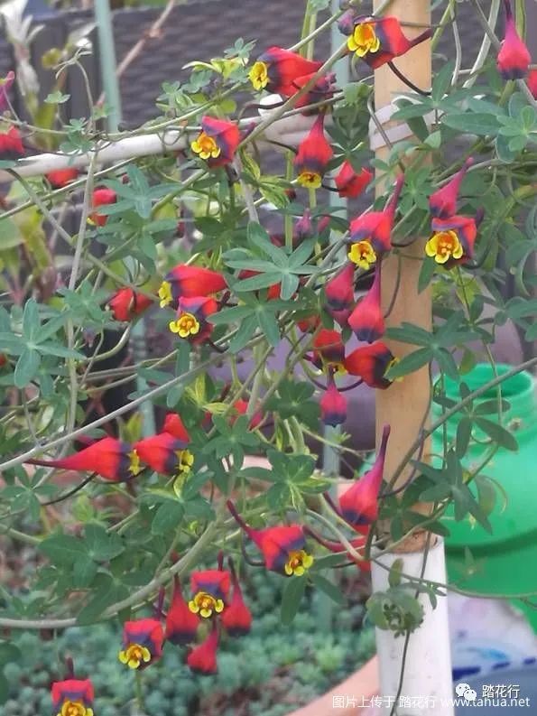 三色块根旱金莲