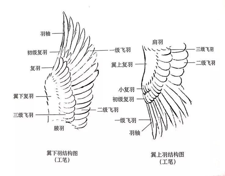 画说喜鹊丨工笔喜鹊的技法