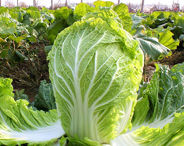 大白菜叶上的"小黑点"到底是什么,还能吃吗?_影响