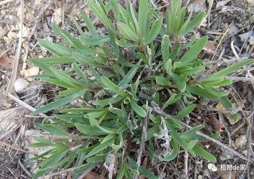 它被称为山苜楂钙铁锌含量极高农村常见却不受重视可惜