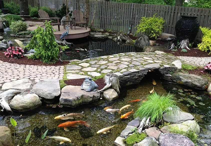 预防鱼池水绿的措施万千期待中最美的那种叫来日可期