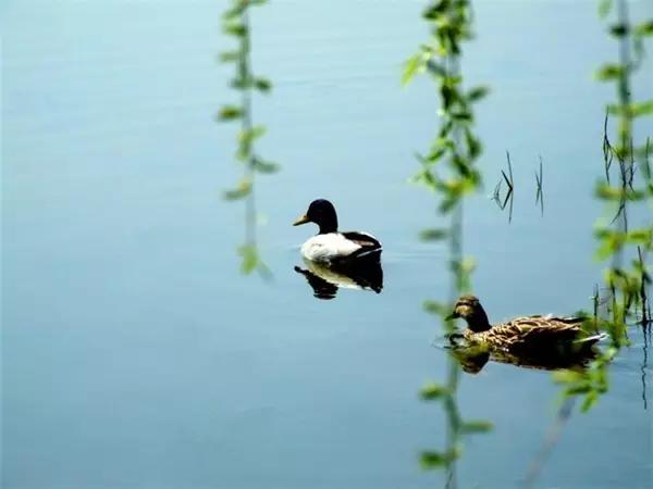 詩詞春江水暖鴨先知太美了