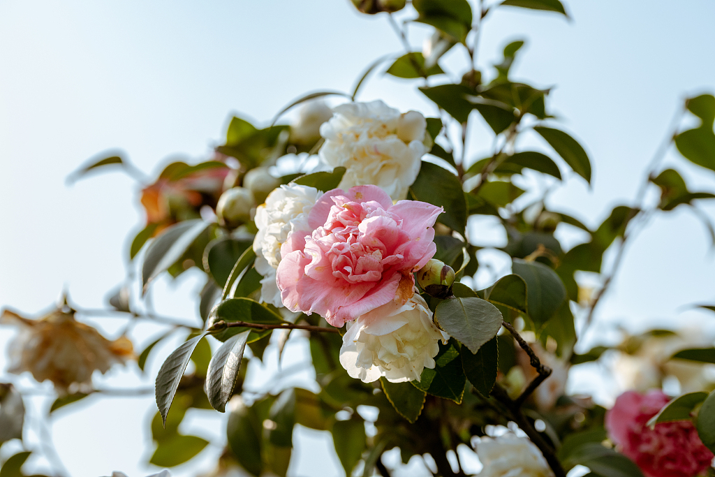 长沙橘子洲头百花争艳春意盎然