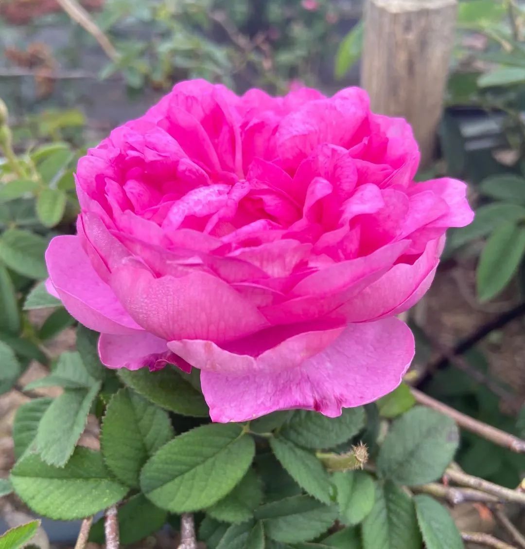 为家族订存一坛经典荼薇酒!