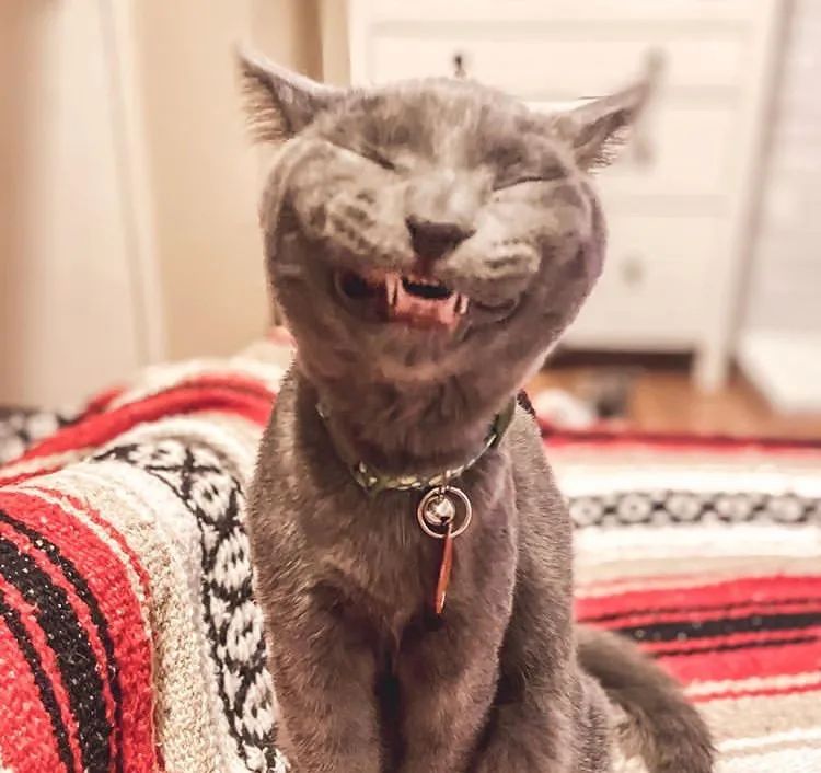 猫咪阴险笑表情包图片
