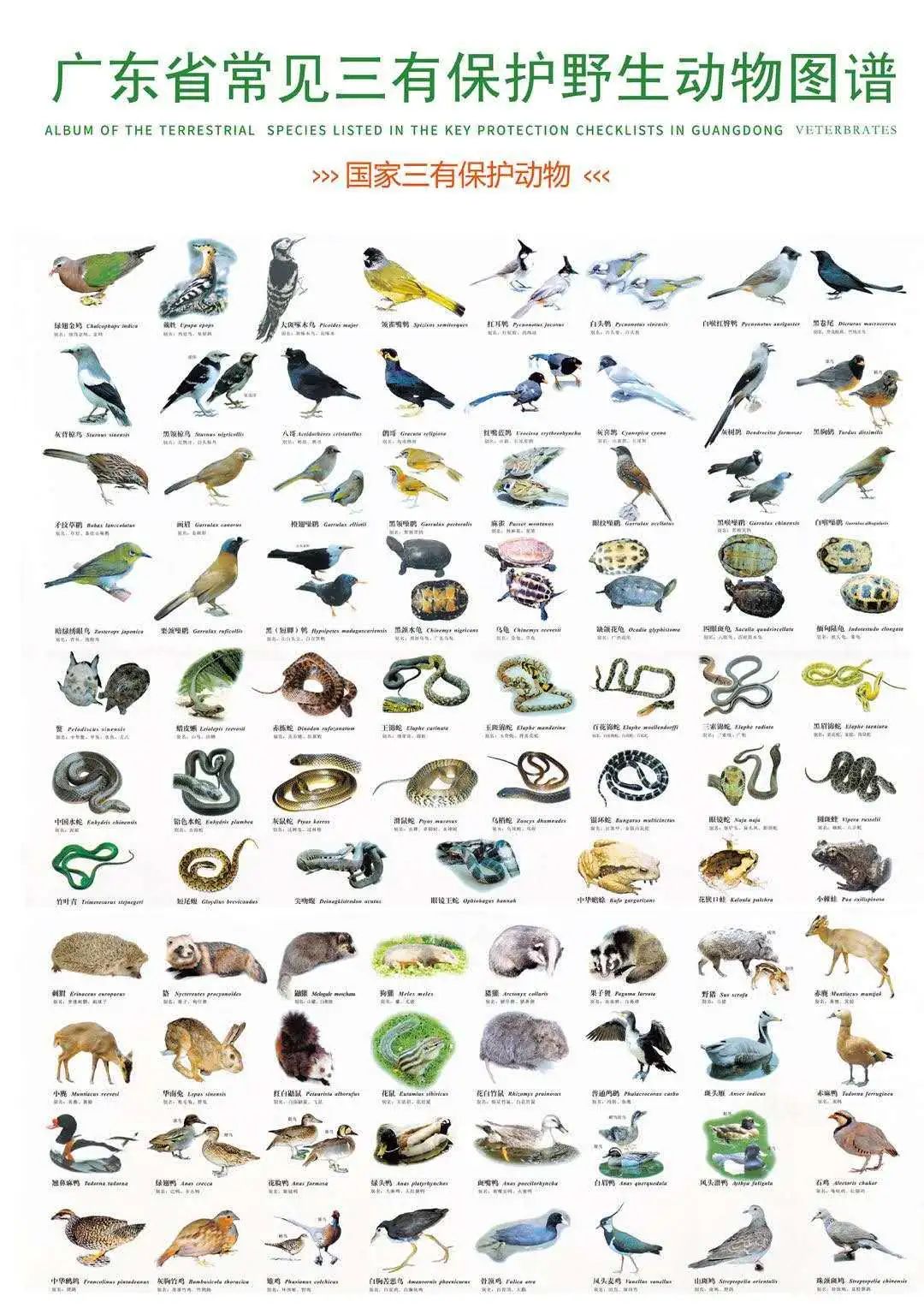 鸟类590种,爬行类150种,两栖类60种),列入国家重点保护野生动物名录的
