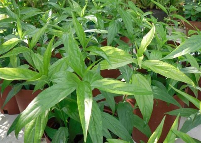 鳄嘴花如何养,掌握这个繁殖技巧,花开能救命!