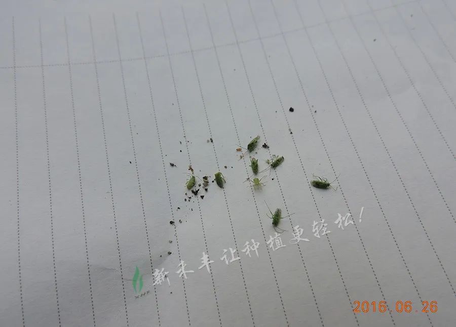 绿盲蝽年年咬叶伤果该打什么药