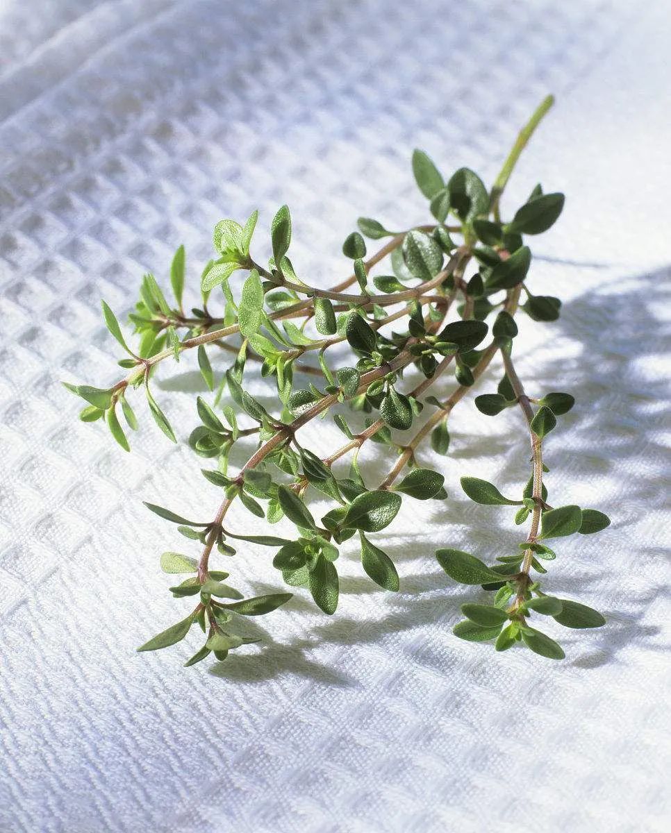 百里香纯露让自己重回生机勃勃的弱酸态