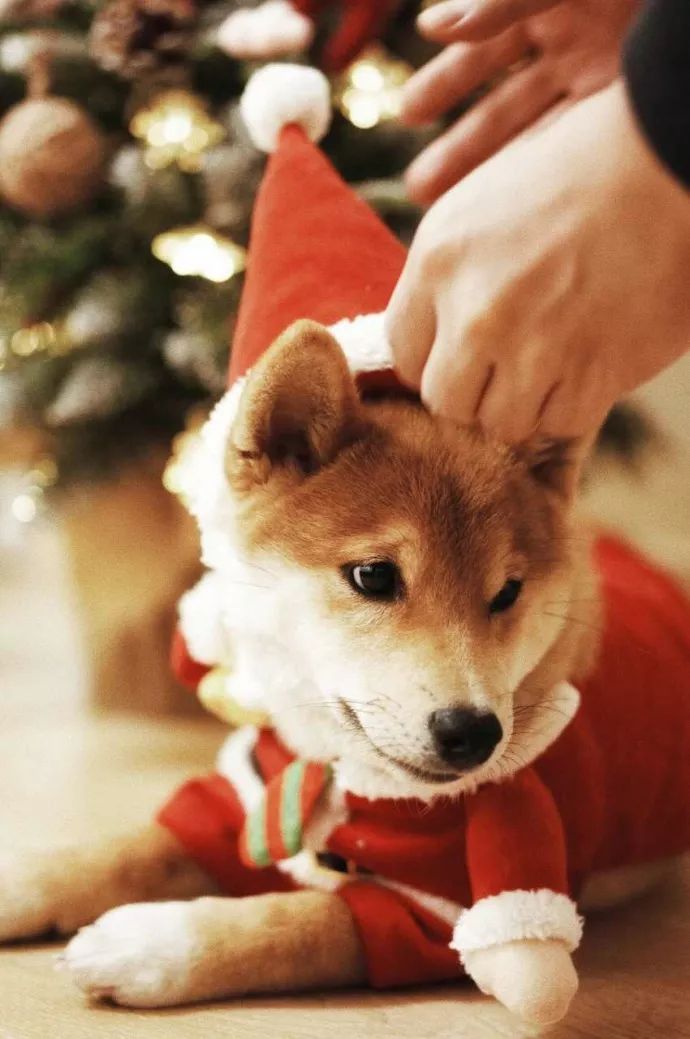 柴犬们的圣诞装扮,真的超可爱哦～圣诞快乐
