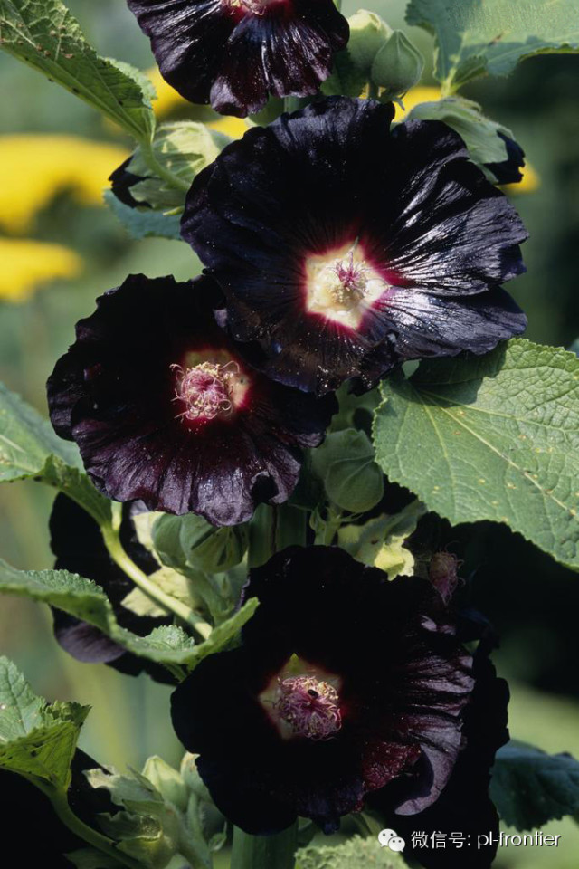 开黑色花的还有黑牡丹,黑色的马蒂莲,黑色的百合,波斯黑贝母,黑色鸢尾