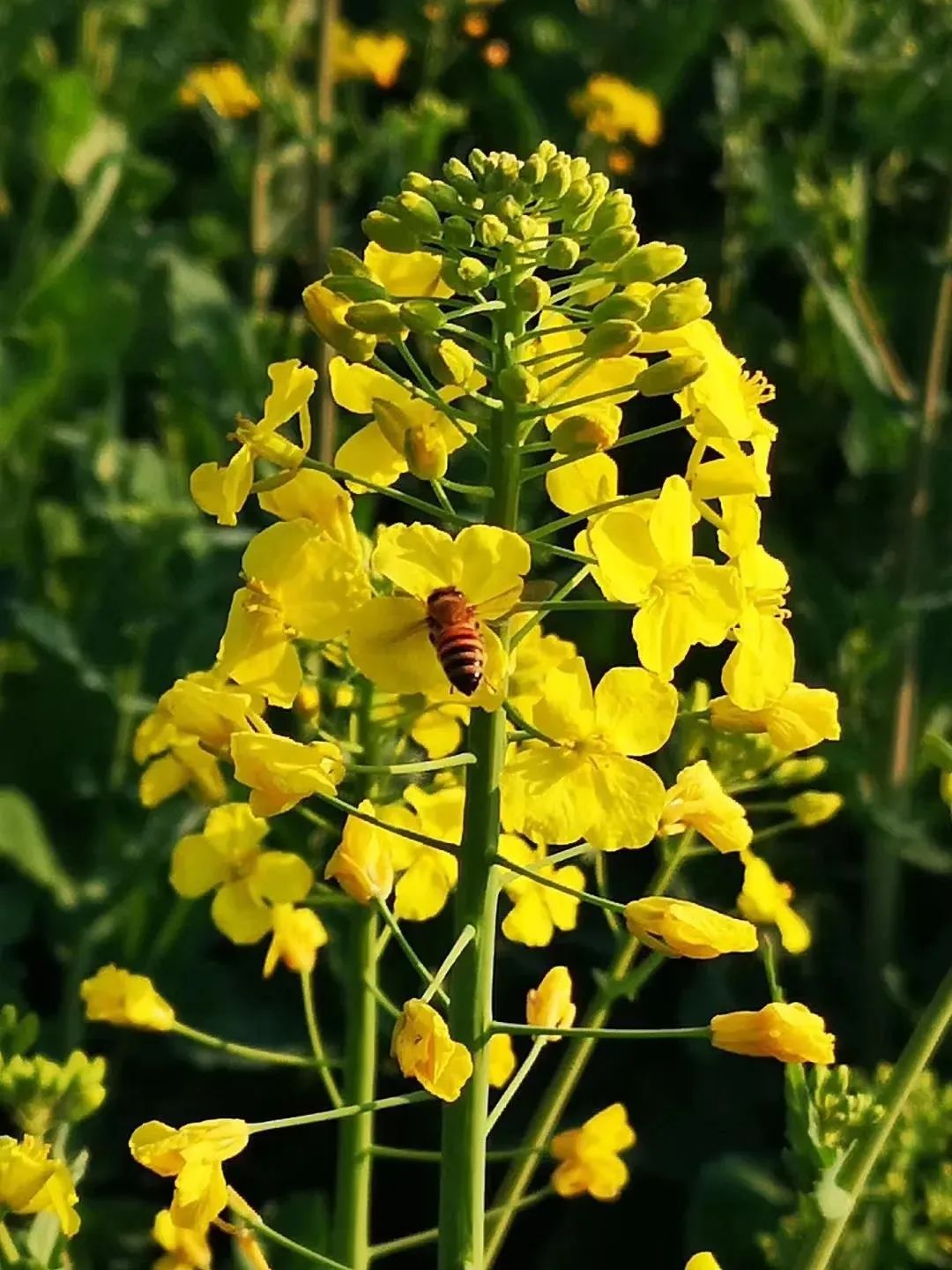 快来看,城固油菜花海宣传片新鲜出炉