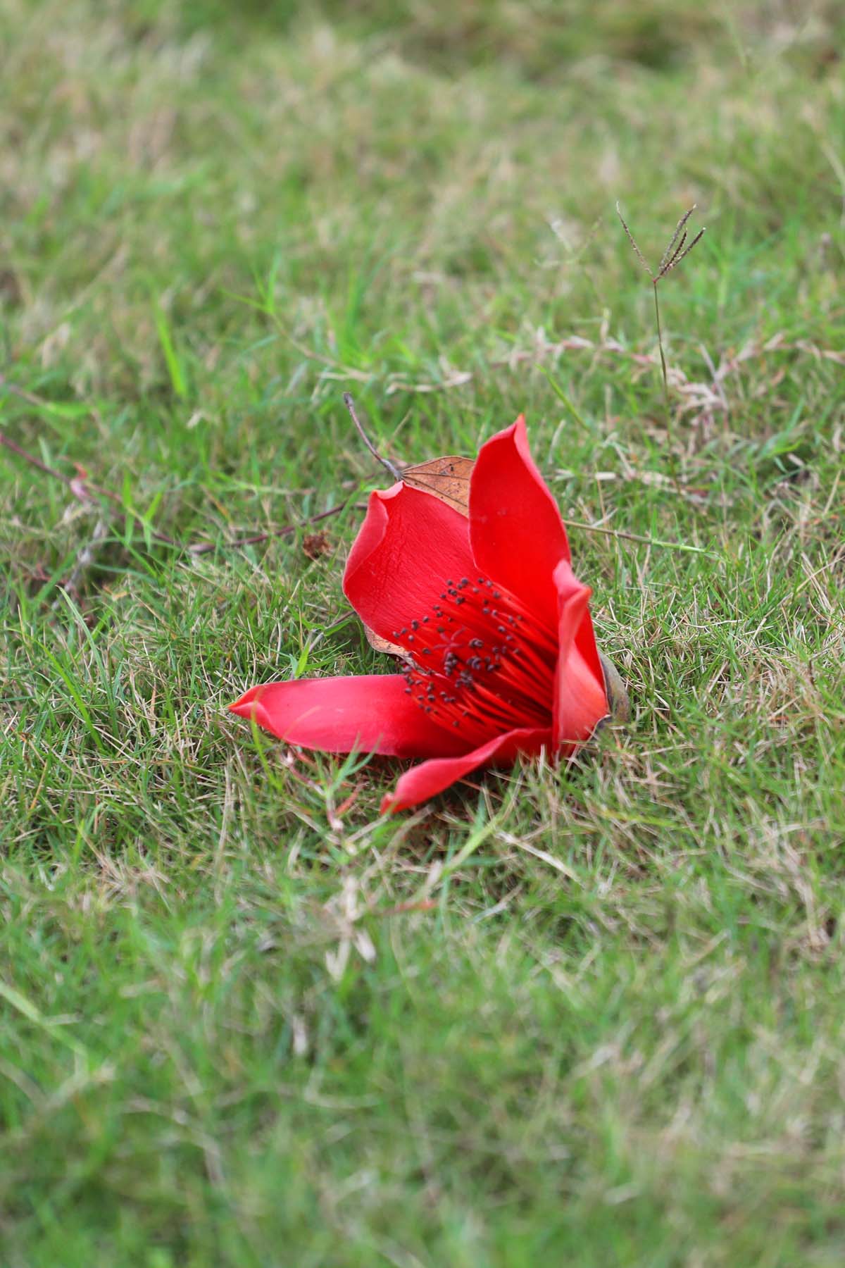 广东佛山木棉花怒放 好似一团团火焰在"燃烧"