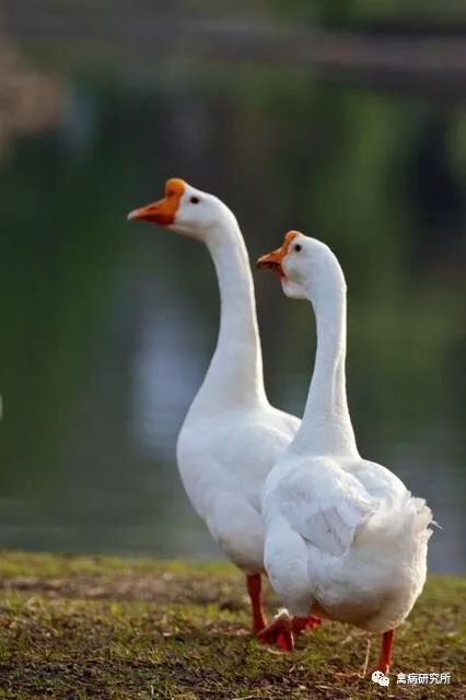 鹅生长期间要经历的八阶段