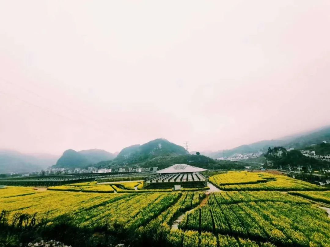 雲賞春景看黔州大地花俏枝頭