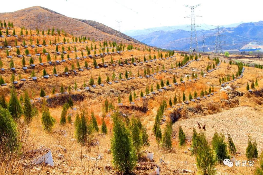 十大造林绿化工程来啦武安将成大花园