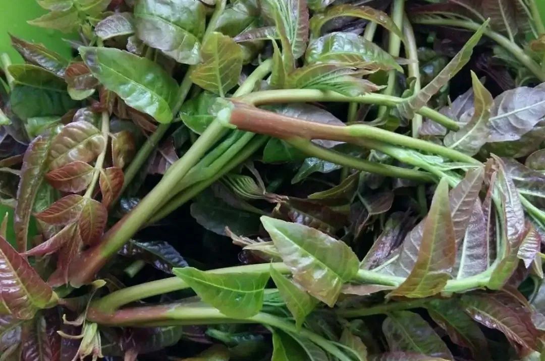 快来看看新安的这些野菜