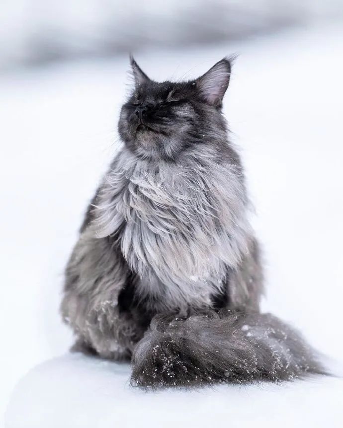 顾名思义,缅因猫,产自美国的缅因州而得名,是目前最大的宠物猫没有之
