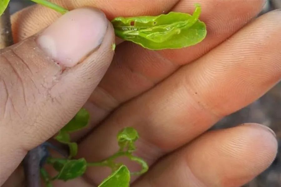 绿盲蝽年年咬叶伤果该打什么药