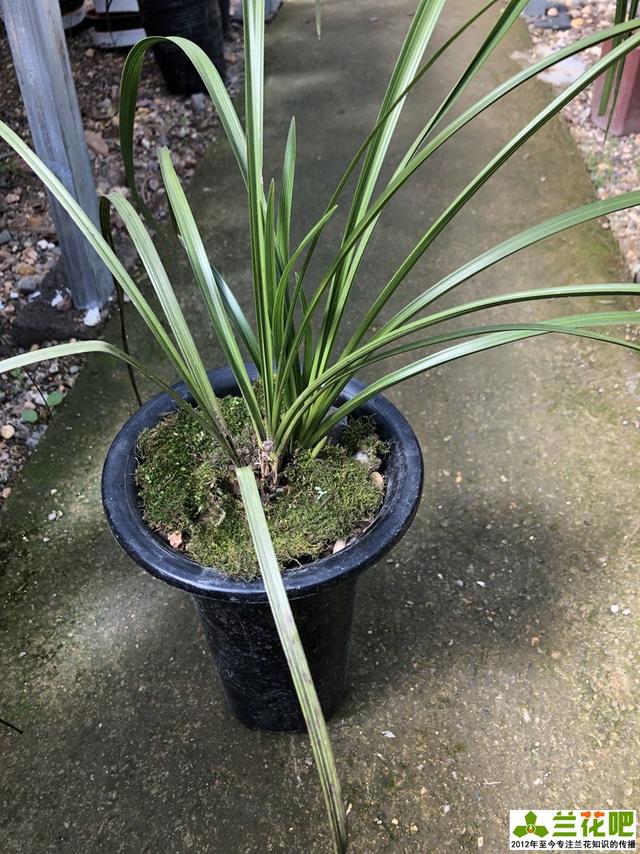 苔藓无土栽培兰花的方法城市弄不到树皮和石子的可以用此方法