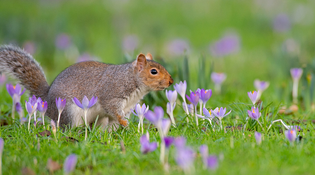 英国:春天到来番红花盛开 小松鼠细嗅花香