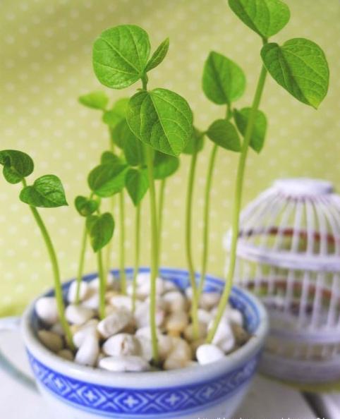 豆芽也能养成盆栽绿豆放水里发芽长成漂亮盆栽方法很简单