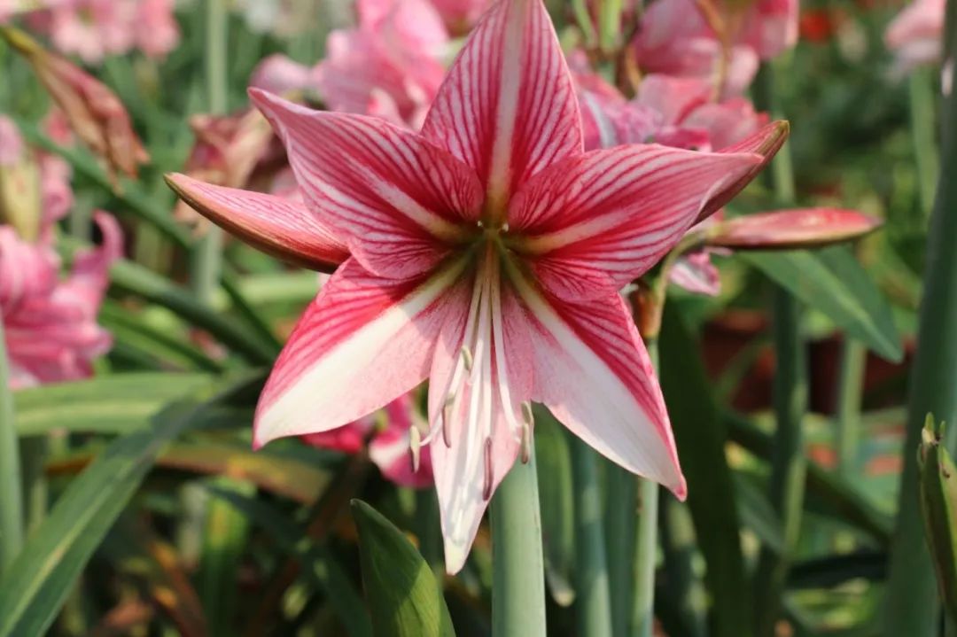 圣茵园奇艾落地生根