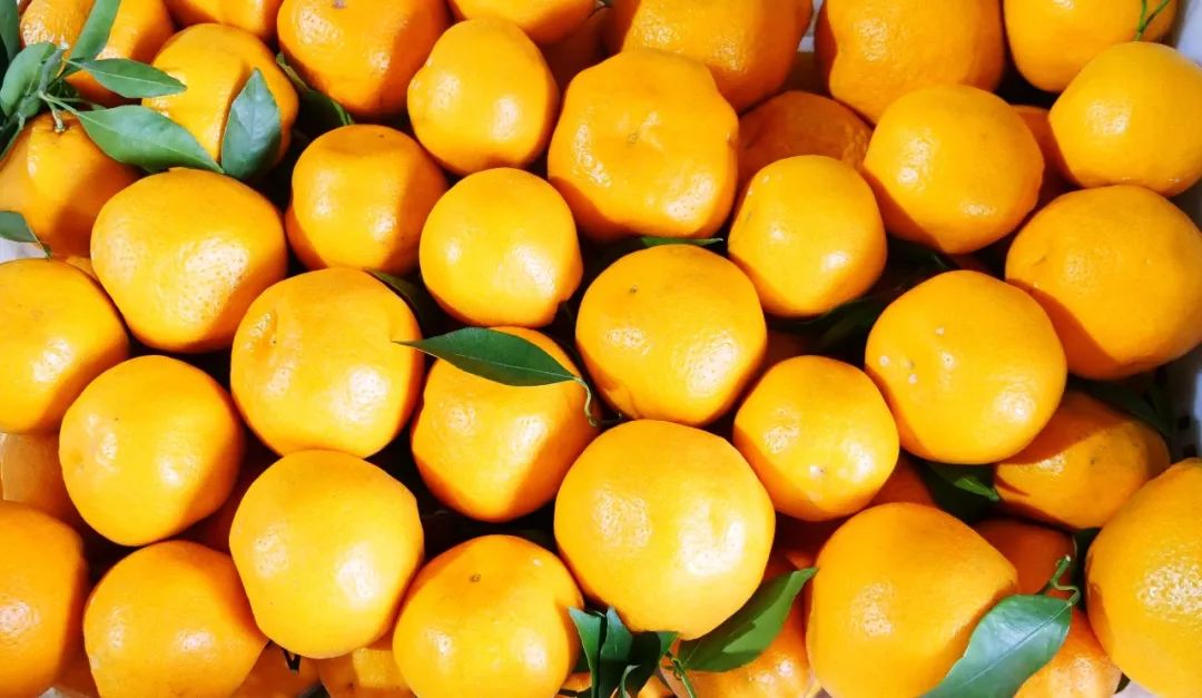 相信你已经吃过无数品种的柑橘 因为这款金桔种植在
