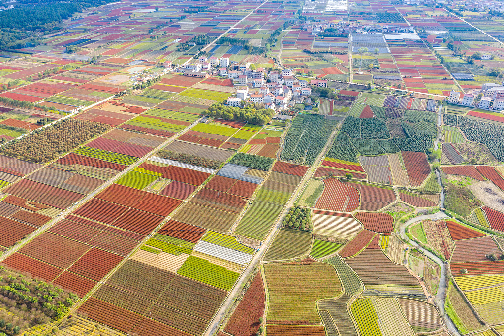 浙江金华:春耕田野五彩缤纷美如画