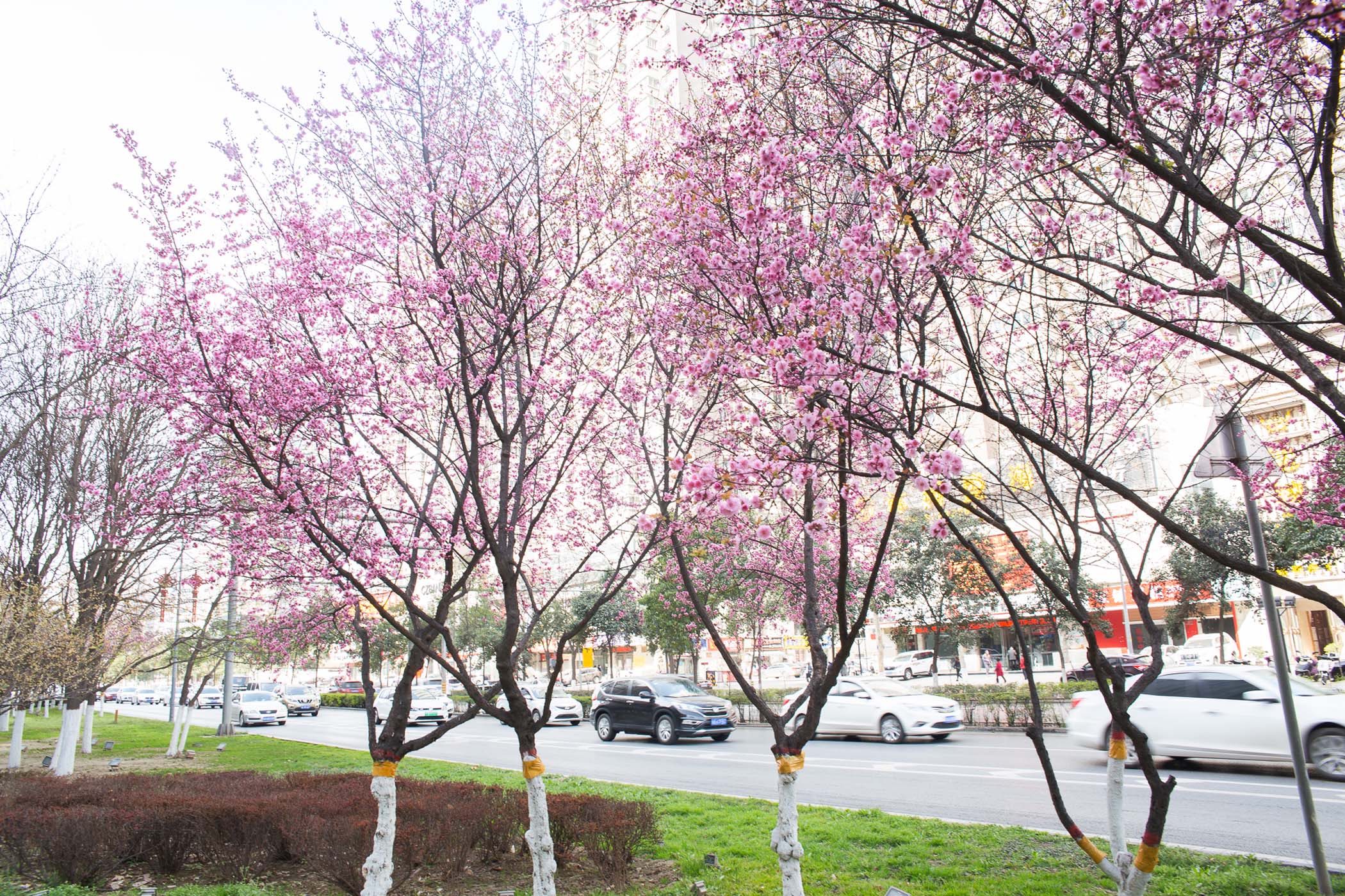 西安南二环沿途绿化带鲜花开放成一道美丽的风景线