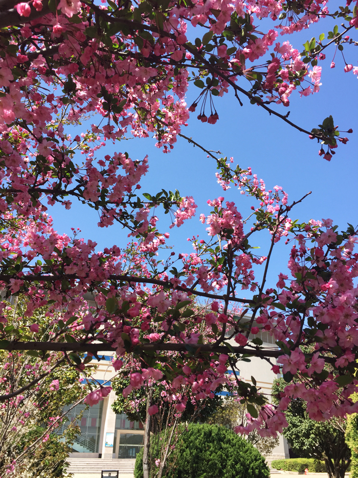 曲靖师范学院樱花图片