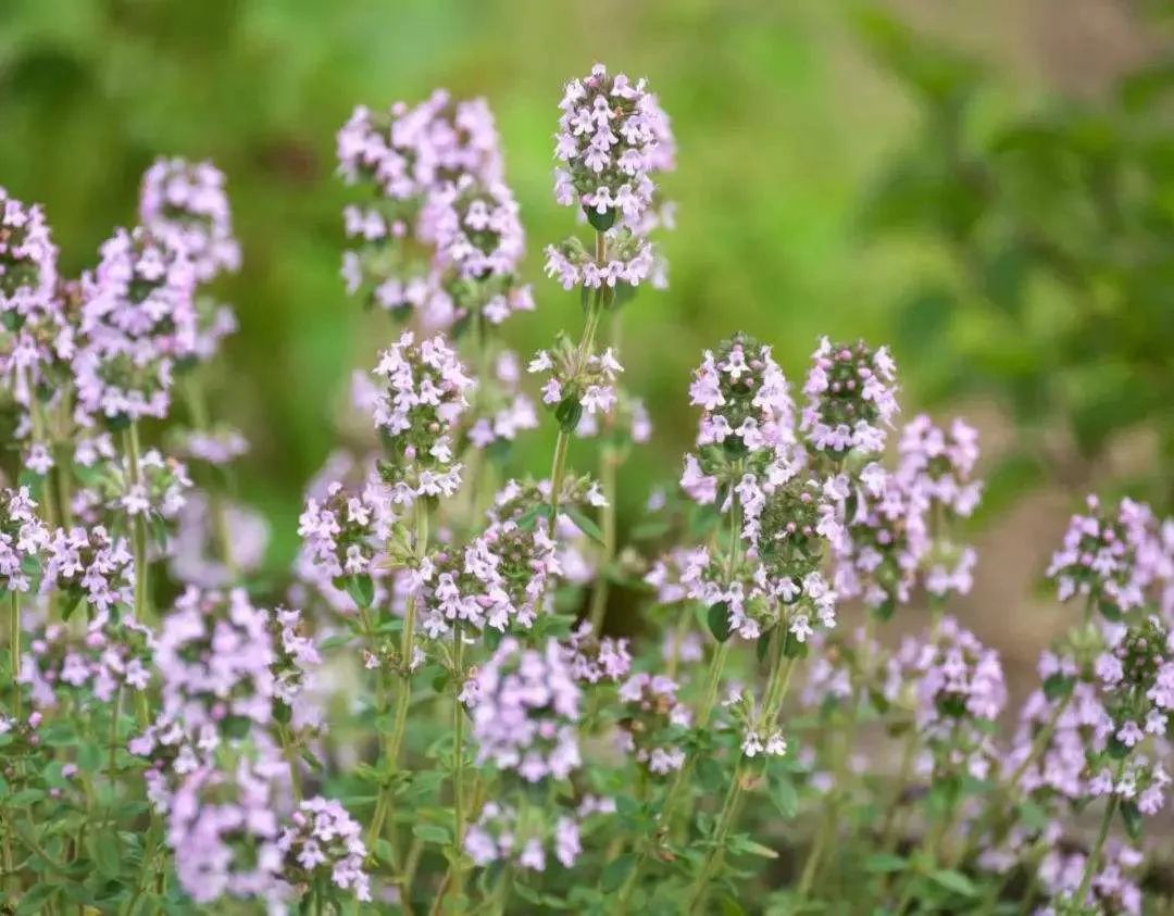百里香纯露让自己重回生机勃勃的弱酸态