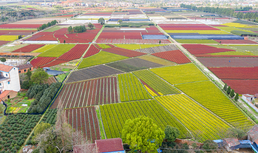 浙江金华:春耕田野五彩缤纷美如画