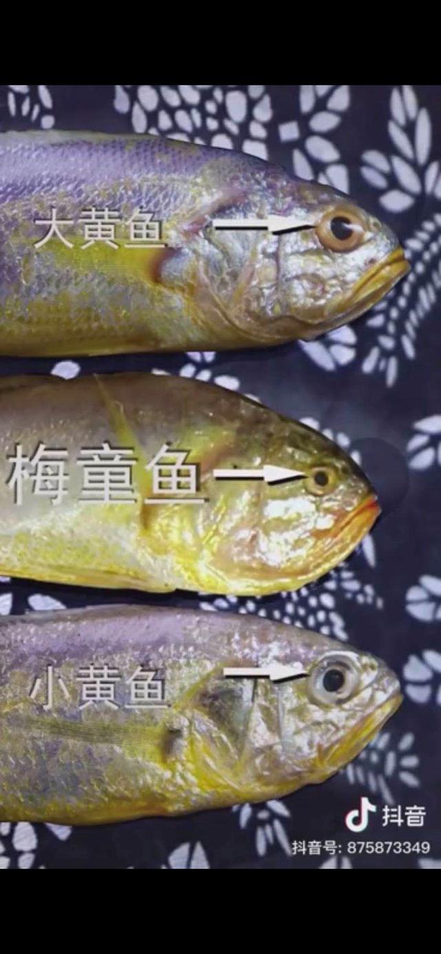 渔民打上来比足球场还大的一群小黄鱼它们其实不是小黄鱼比小黄鱼更鲜