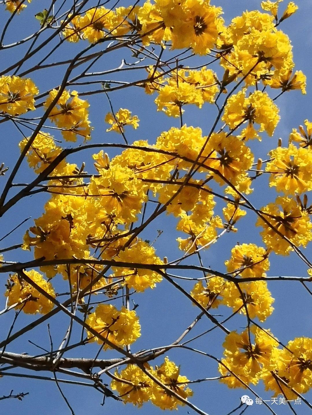 黃鐘木黃花風鈴木