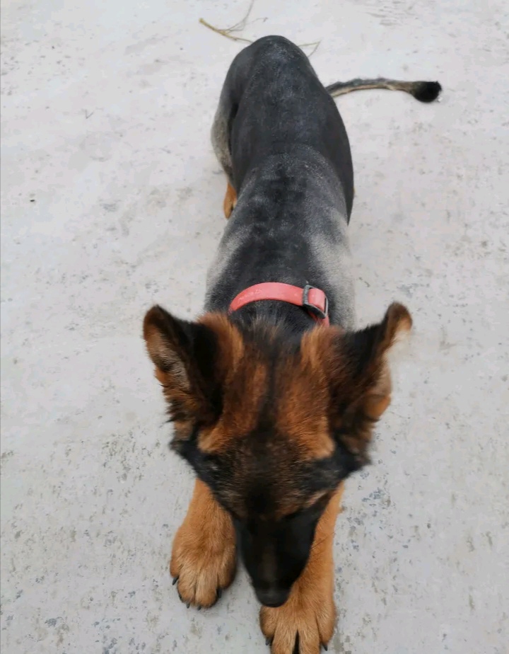 原创主人给德牧剪了个新造型出去玩时觉得冷飕飕光腚肯定冷