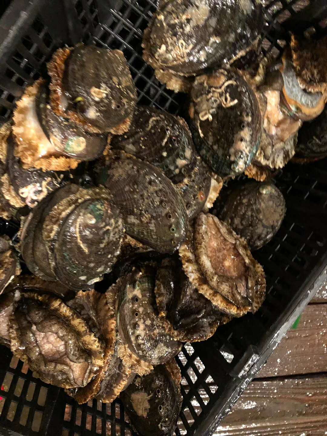 大连活鲍鱼2个头3个头4个头5个头滋阴补肾必备品