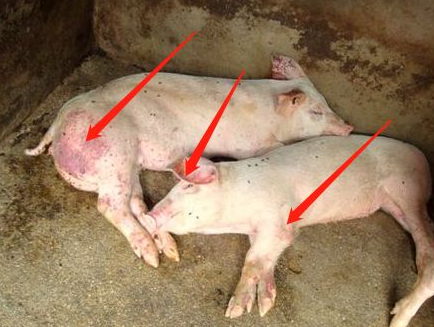 猪败血性链球菌的图片图片