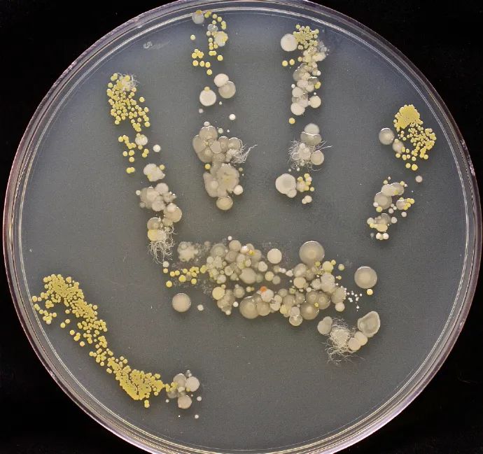 据塔莎描述,她先是将印了手印的培养皿放进温度为37摄氏度的恒温箱里