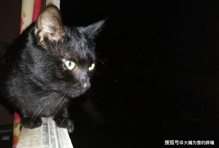 中华田园猫里最受欢迎的三种猫,第一种以胖为萌,第三种国外出名_麻猫