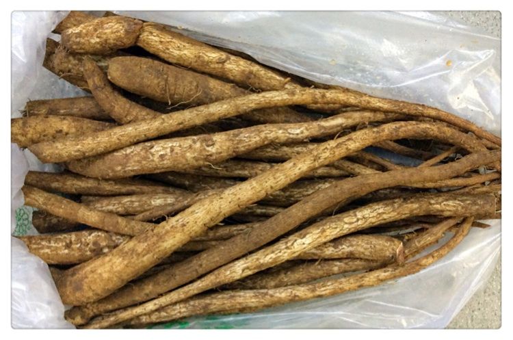 但是今天我们要说的主角不是它,而是马刺根.